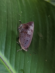 Arhopala madytus