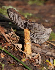Stropharia formosa
