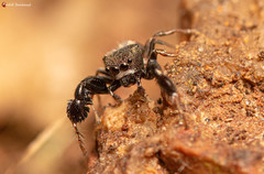 Harmochirus luculentus