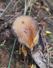 Stropharia formosa