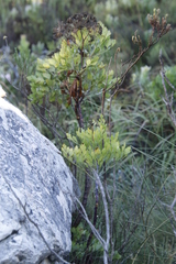 Notobubon galbanum