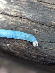 Cephrenes trichopepla