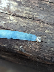 Cephrenes trichopepla