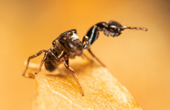 Harmochirus luculentus