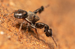 Harmochirus luculentus