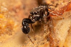 Harmochirus luculentus