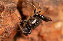 Harmochirus luculentus