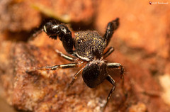 Harmochirus luculentus