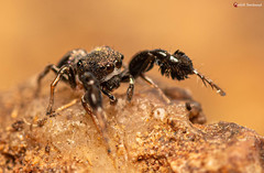 Harmochirus luculentus