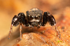 Harmochirus luculentus