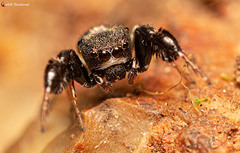 Harmochirus luculentus