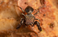 Harmochirus luculentus