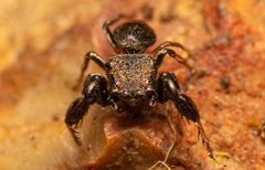 Harmochirus luculentus