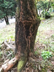 Odontotermes formosanus