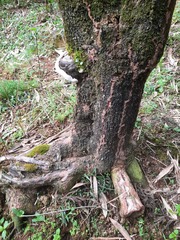 Odontotermes formosanus