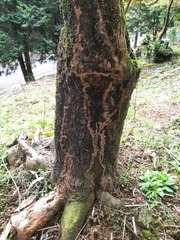 Odontotermes formosanus