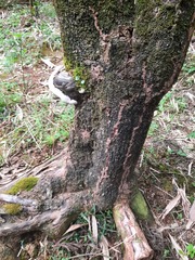 Odontotermes formosanus