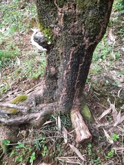 Odontotermes formosanus