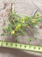 Ranunculus scandicinus