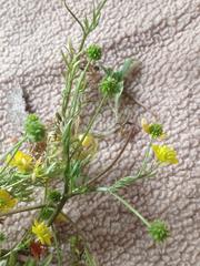 Ranunculus scandicinus