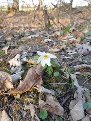 Anemonoides nemorosa