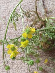 Ranunculus scandicinus
