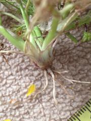 Ranunculus scandicinus