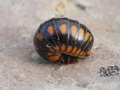 Glomeris esterelana