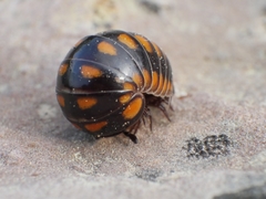 Glomeris esterelana