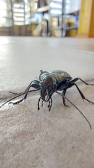Carabus lusitanicus