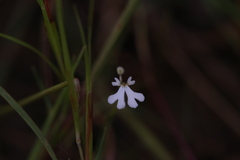 Stylidium capillare