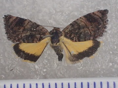 Peritropha