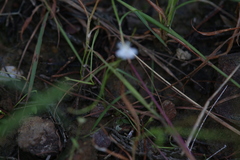 Stylidium capillare