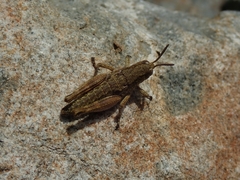 Brachaspis collinus
