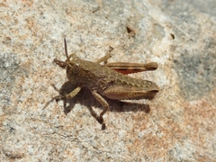 Brachaspis collinus