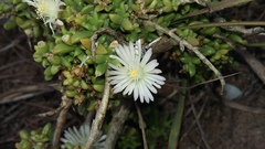 Delosperma uncinatum