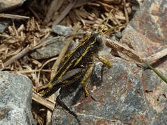 Brachaspis collinus