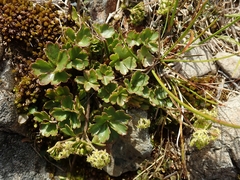Azorella roughii
