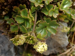 Azorella roughii