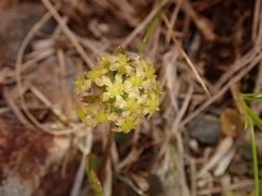 Azorella roughii