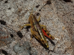 Brachaspis collinus