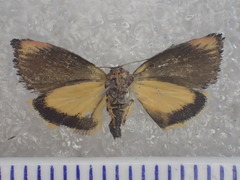 Peritropha