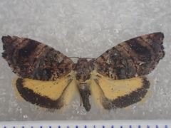 Peritropha