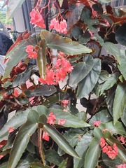Begonia coccinea