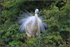 Ardea alba