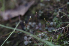 Stylidium tenerum