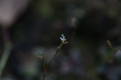 Stylidium tenerum