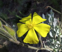 Cistus atriplicifolius