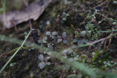 Stylidium tenerum