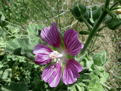 Malva lusitanica